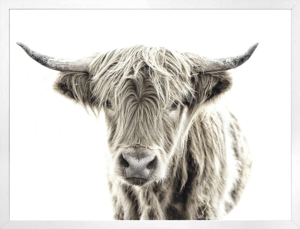 Highland Cow wall art by Celadon Art