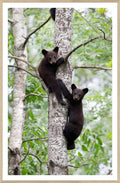 Natural – Black Bear Cubs wall art by Celadon Art