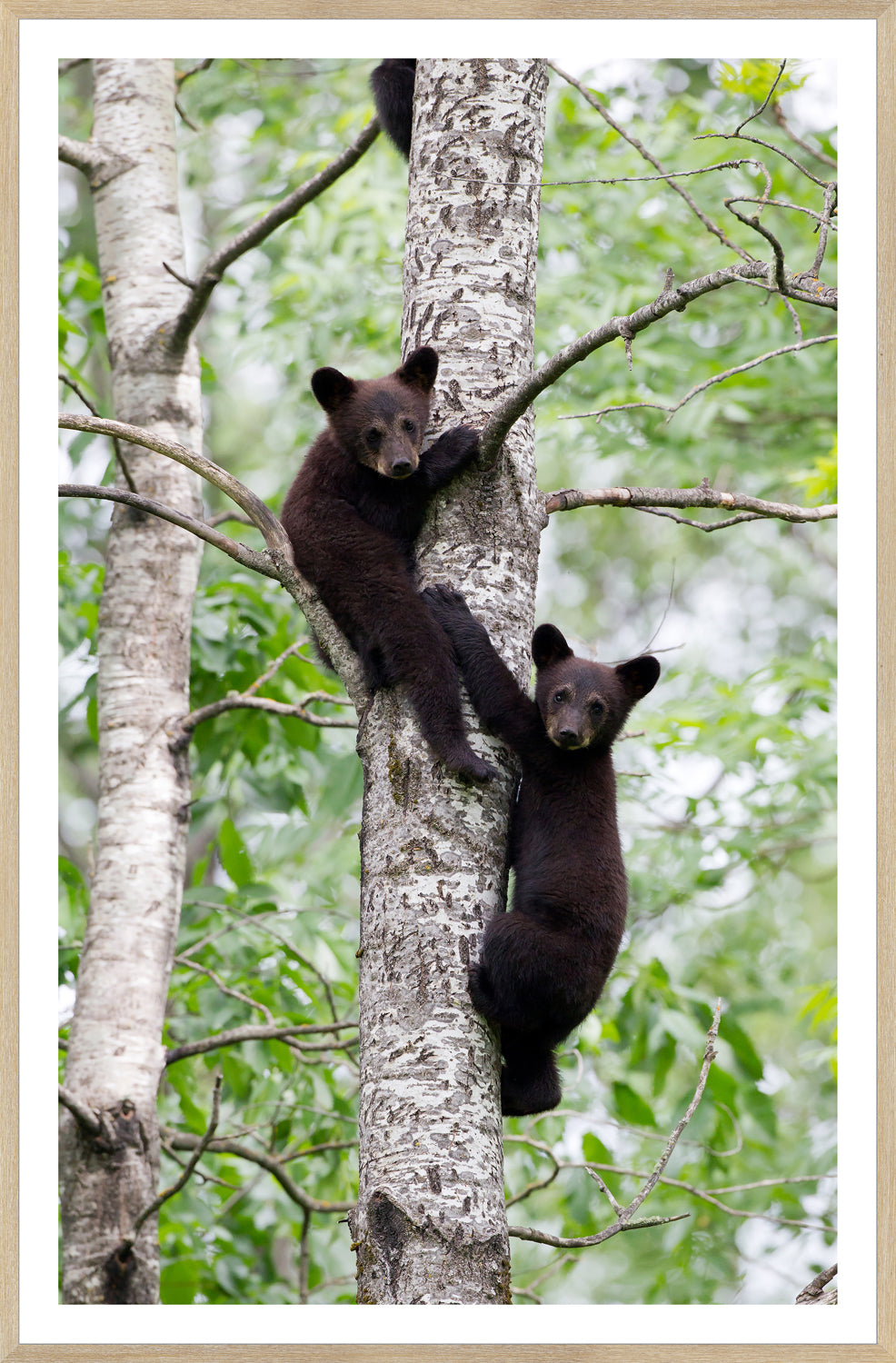 Natural – Black Bear Cubs wall art by Celadon Art