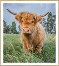 Natural – Highland Calf wall art by Celadon Art