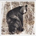 Black Bear wall art by Celadon Art