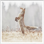 Fox On Alert wall art by Celadon Art