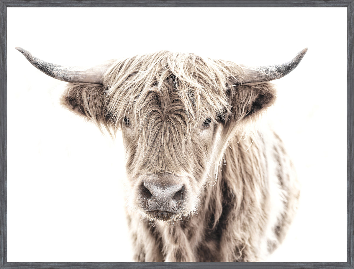 Highland Cow wall art by Celadon Art - Grey