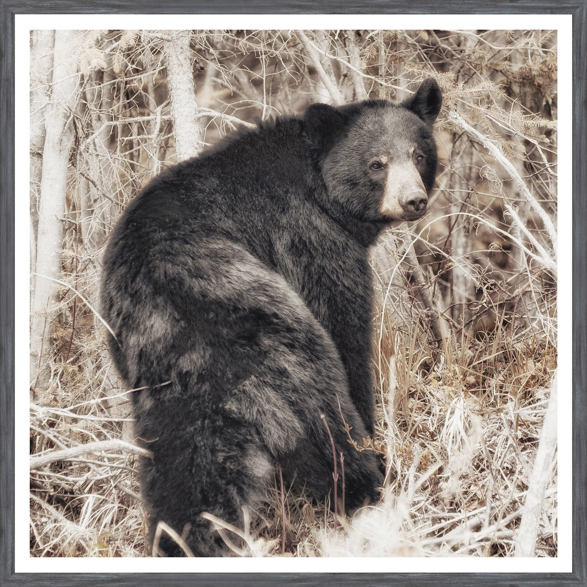 Black Bear wall art by Celadon Art - Grey