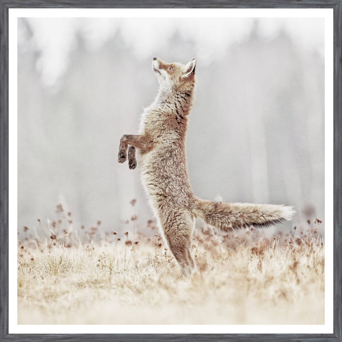 Fox On Alert wall art by Celadon Art - Grey