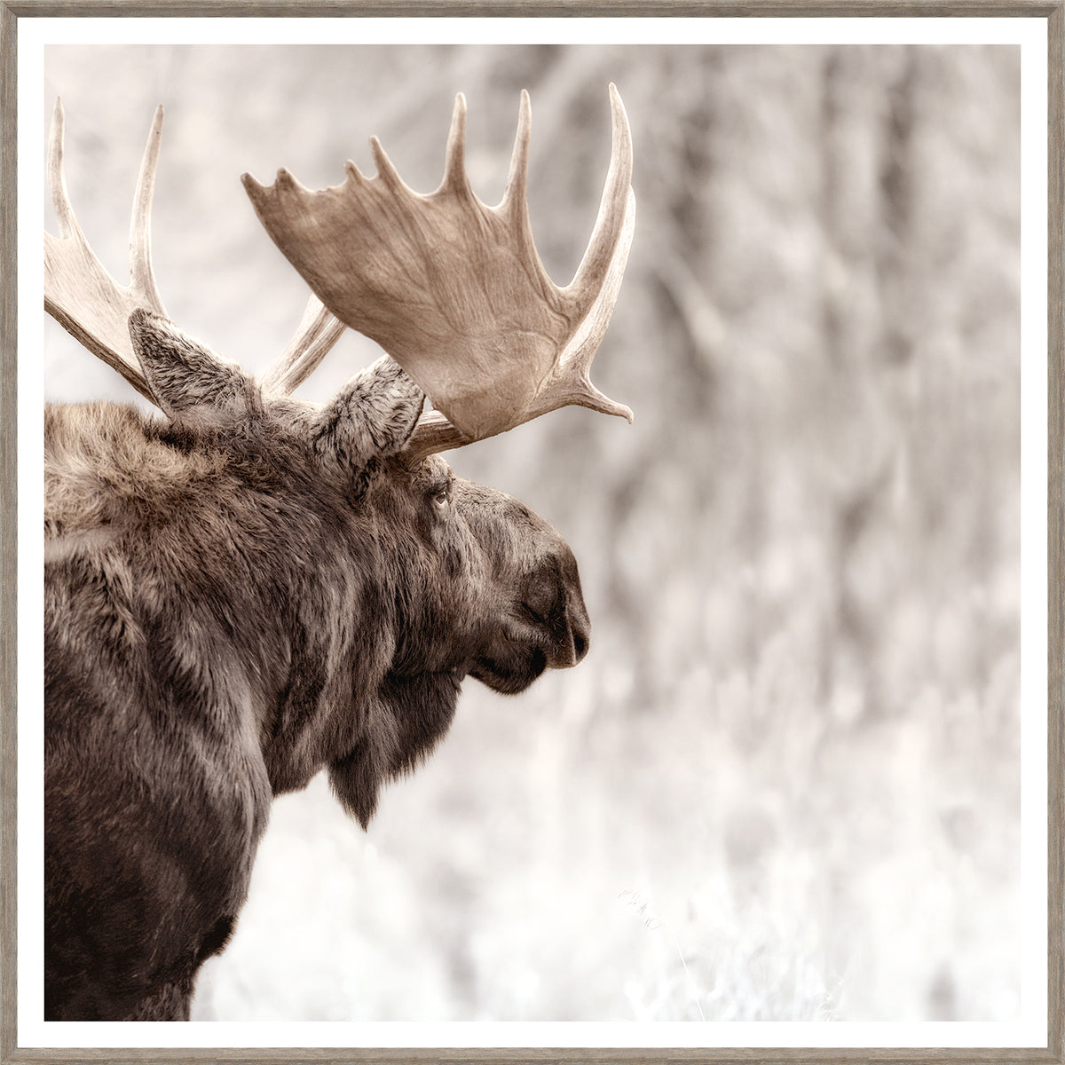 Moose in Profile wall art by Celadon Art - Grey