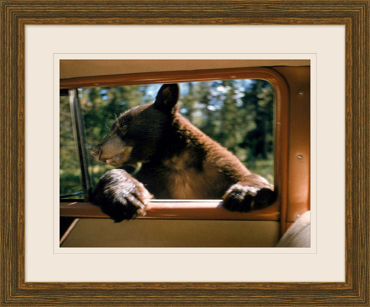 Bear Along for the Ride wall art by Wendover Art