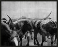 Cattle Call 1 wall art by Wendover Art